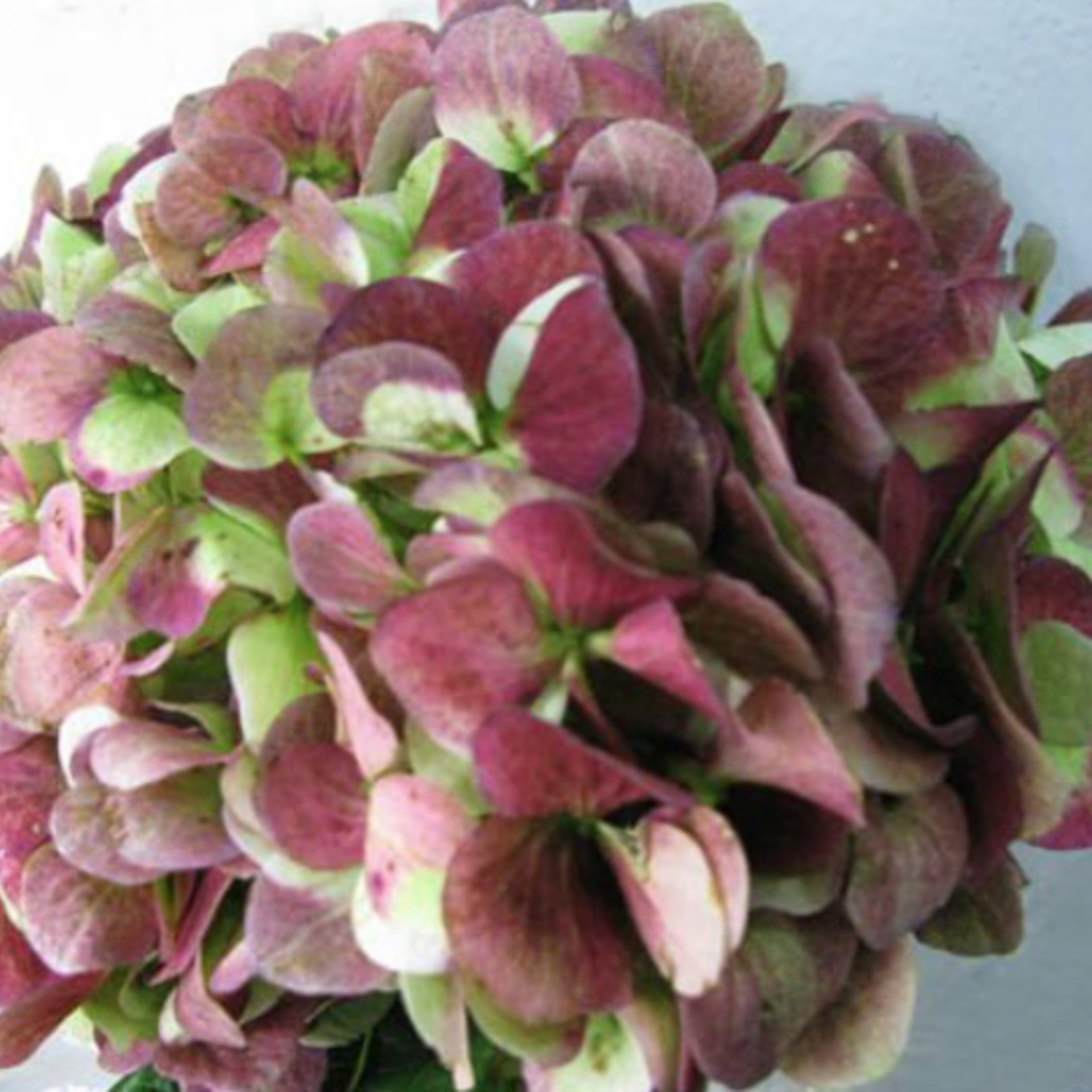 40% off was $14 now $8.39. 128 Just For Flowers  black cherry