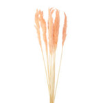 22"-24" PAMPAS BLUSH, 10 PC BAG,REG $6.99