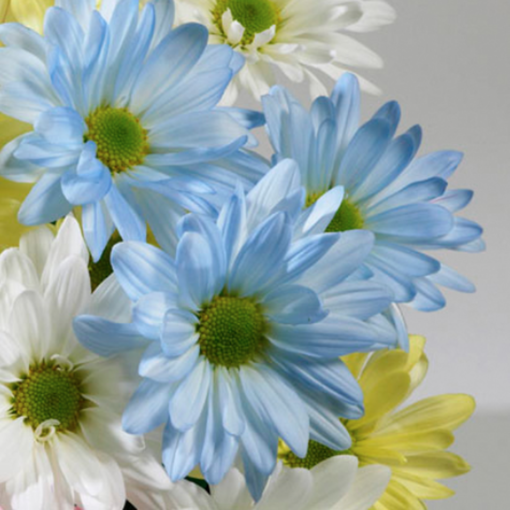 135 JUST FOR FLOWERS HYDRANGEA BLUE JFF