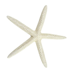 STARFISH ASSORTED 5'-7"