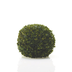 60% off was $120 now $48, 12” BOXWOOD SPHERE PRESERVED (AD)