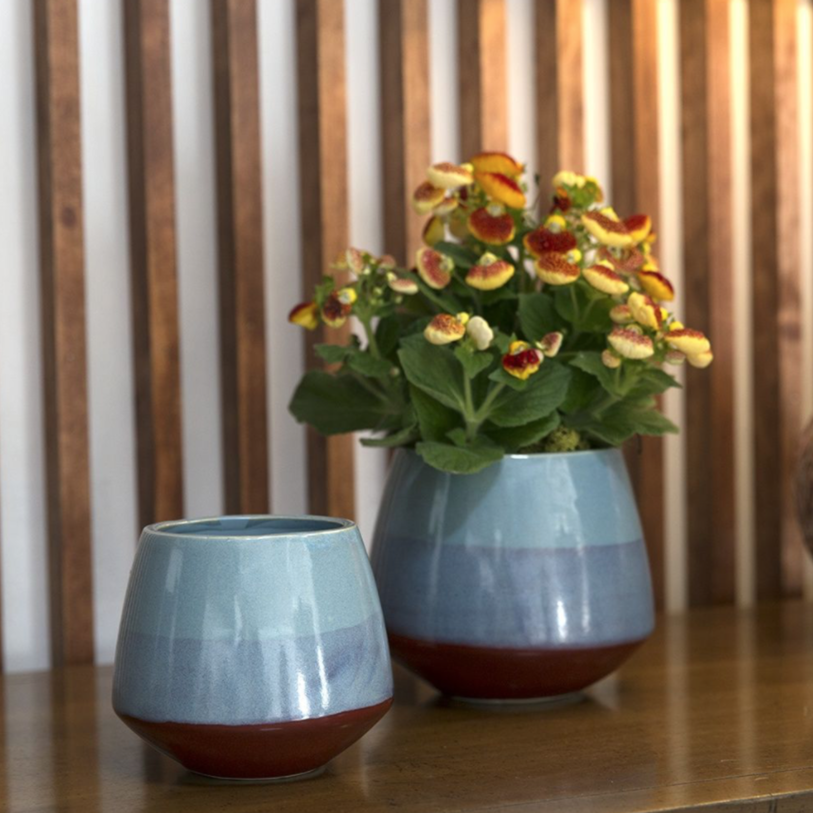 50% OFF WAS $7.89 NOW $3.95, 5.5”H X 6” BLUE PACIFICO POT (AD)
