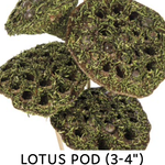 10PCS LOTUS PODS MOSS COAT, BAGGED AND PICKED