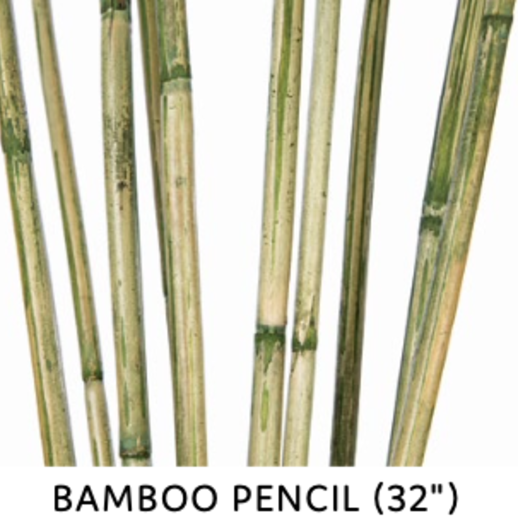 32'' GREEN PENCIL BAMBOO