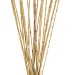 RIVER CANE, 20 STEM BUNCH, 3 1/2 FT, NATURAL pencil bamboo