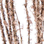 3' - 4' COPPER FLOCK BIRCH 4-5 STEMS