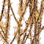 3' - 4' BIRCH BRANCH AUTUMN FLOCK, 4-5 stems