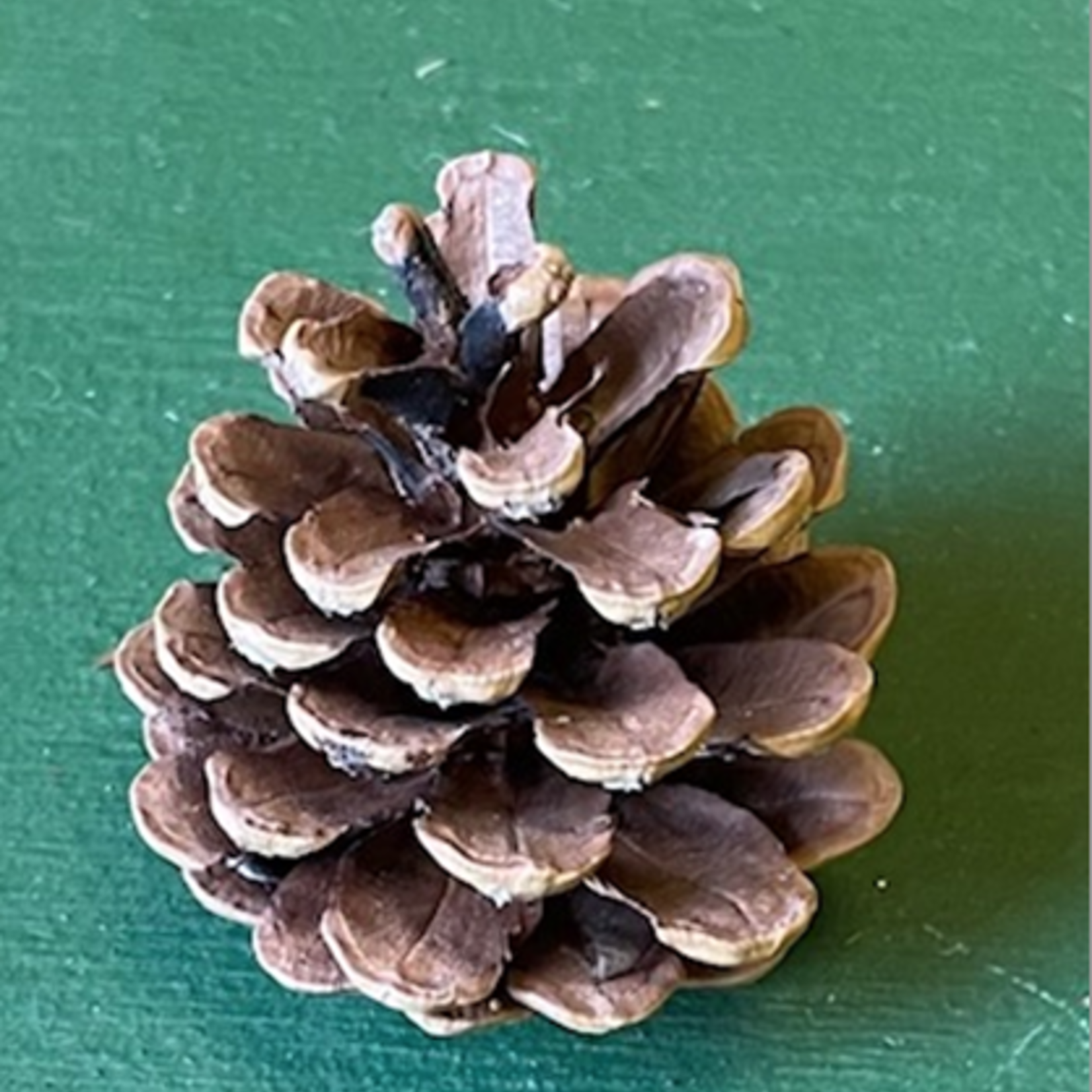 2"-3" NATURAL AUSTRICA PINE CONE, 100 PCS WITH  PICKS