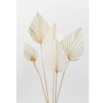 21.5” DRIED FOLIAGE BLEACHED PALM SPEAR PACK OF 5 STEMS