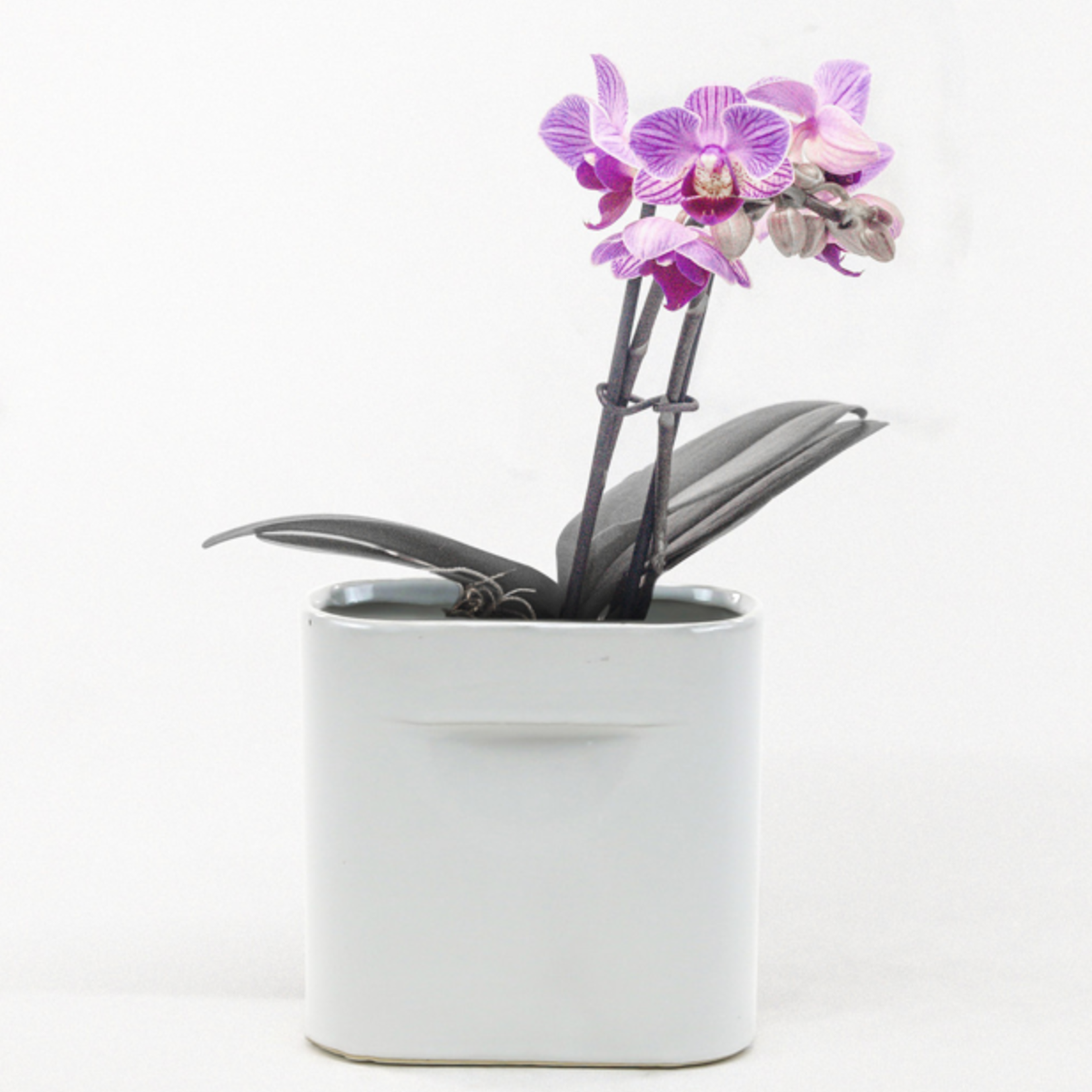 40% off was $20 now $12. 7.5”H X 7.5” X 3” MATTE WHITE CERAMIC PORTFOLIO VASE