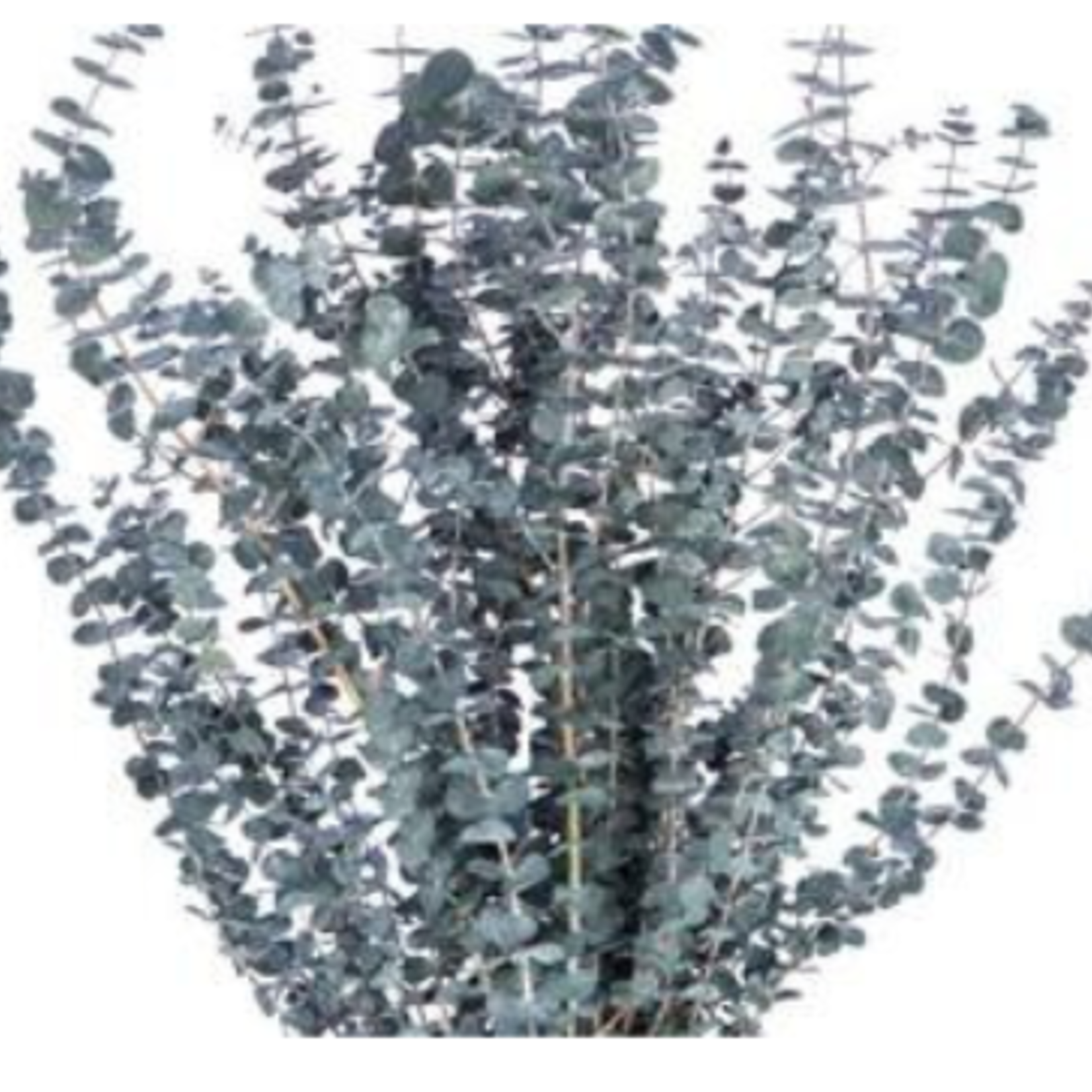 BLUE PRESERVED FROSTED EUCALYPTUS 1lbs (approximately 30” and 25 stems”, reg $24.99