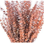 ORANGE PRESERVED FROSTED EUCALYPTUS 1lbs (approximately 30” and 25 stems”reg $24.99
