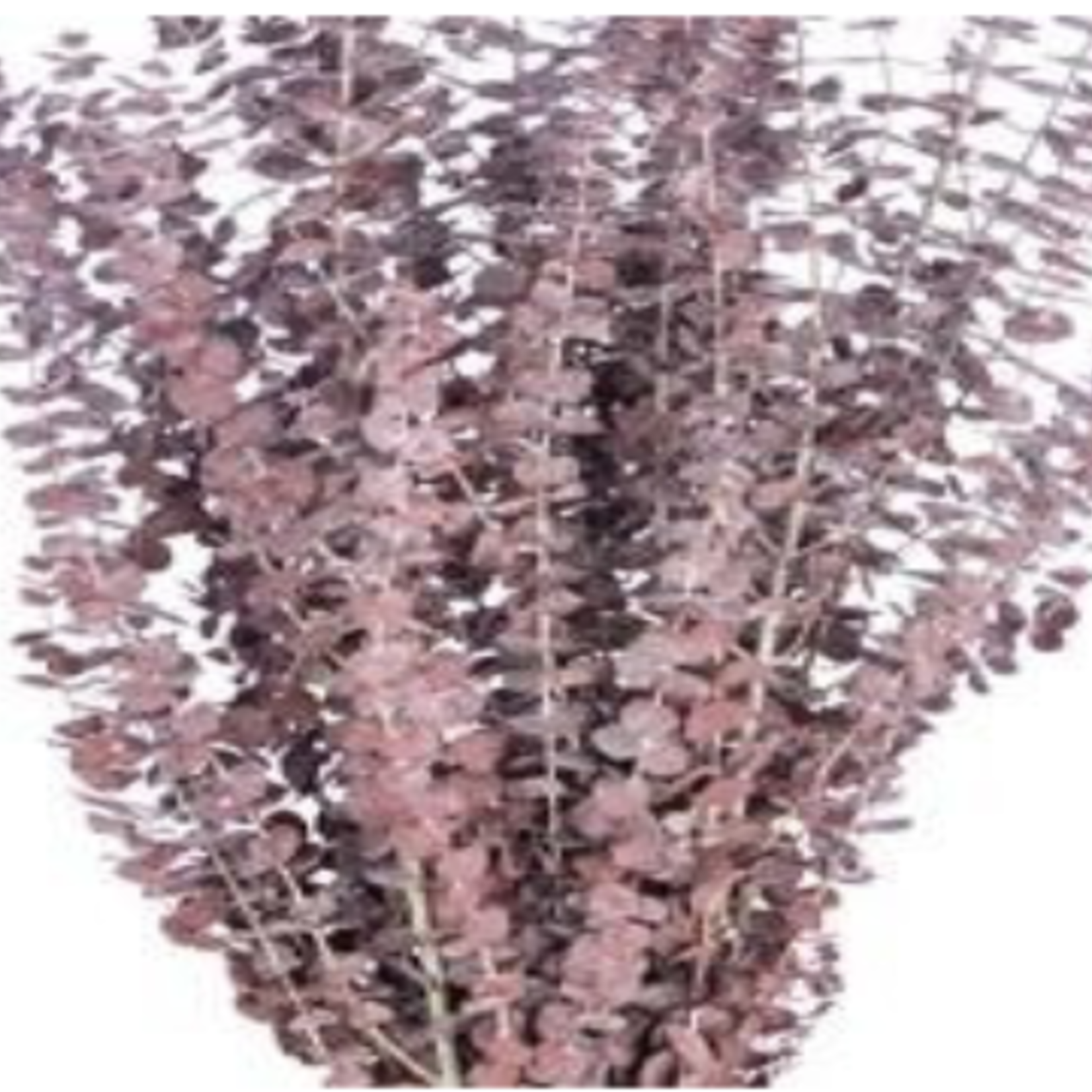 RED PRESERVED FROSTED EUCALYPTUS 1lbs (approximately 30” and 25 stems”, reg $24.99
