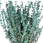GREEN PRESERVED FROSTED EUCALYPTUS 1lbs (approximately 30” and 25 stems”reg $24.99