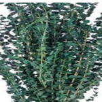 GREEN WASHED PRESERVED FROSTED EUCALYPTUS 1lbs (approximately 30” and 25 stems”reg $24.99