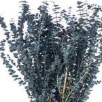 BLUE WASHED PRESERVED FROSTED EUCALYPTUS 1lbs (approximately 30” and 25 stems”reg $24.99