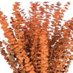 ORANGE WASHED PRESERVED EUCALYPTUS 1lbs (approximately 30” and 25 stems”reg $24.99
