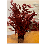 RED PRESERVED FROSTED EUCALYPTUS 1lbs (approximately 30” and 25 stemsreg $24.99