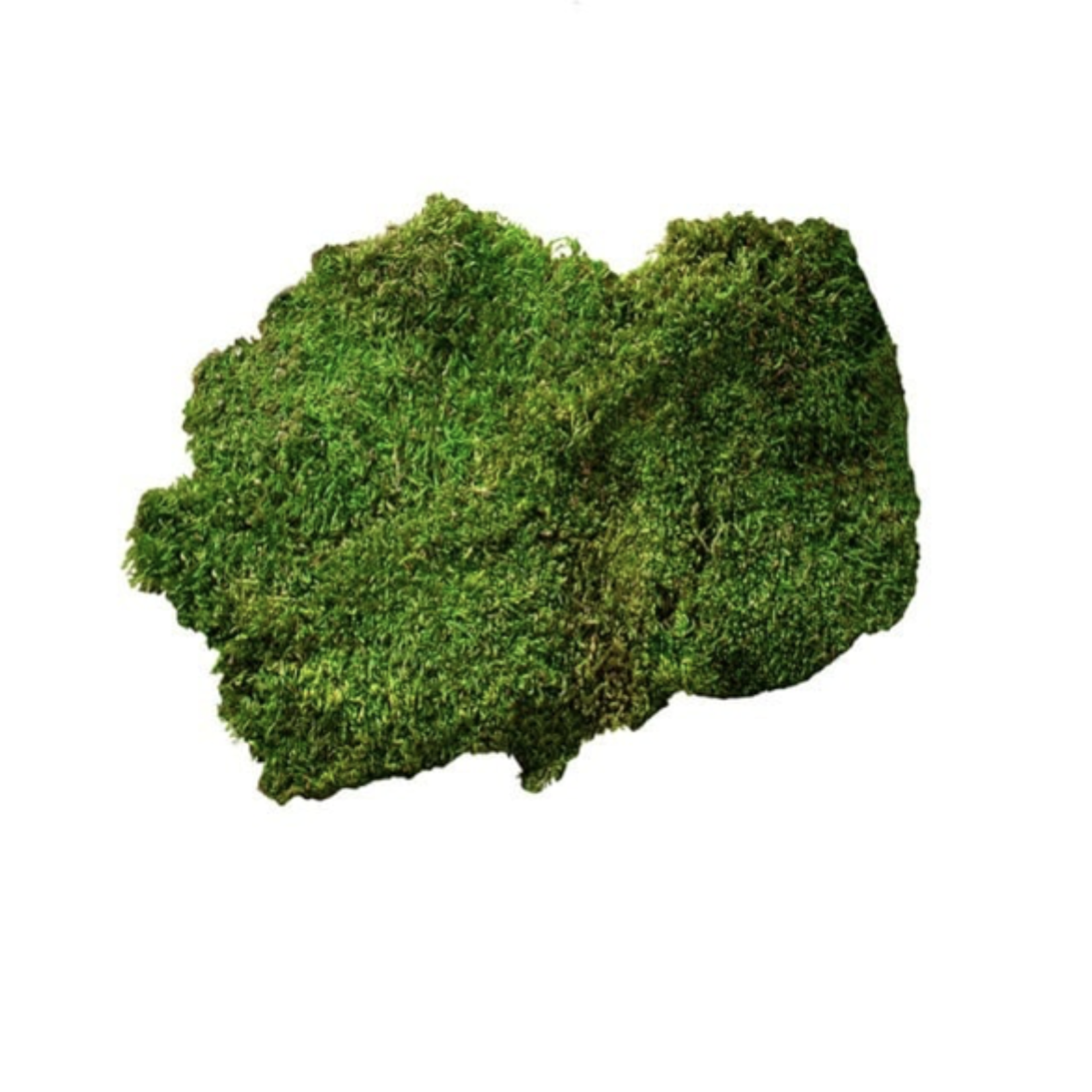 20-24FT PRESERVED GREEN SHEET MOSS