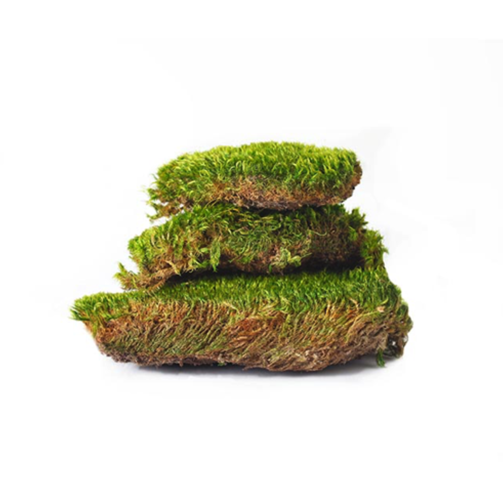 326 CUBIC INCHES PRESERVED GREEN MOOD MOSS