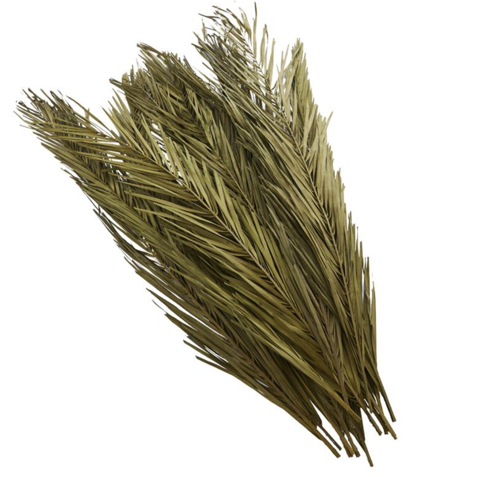 50% off was $20 now $10. 43”H X 4” GREEN DRIED PLANT PALM LEAVES TALL NATURAL FOLIAGE (1lbs, approximately 12 stems)