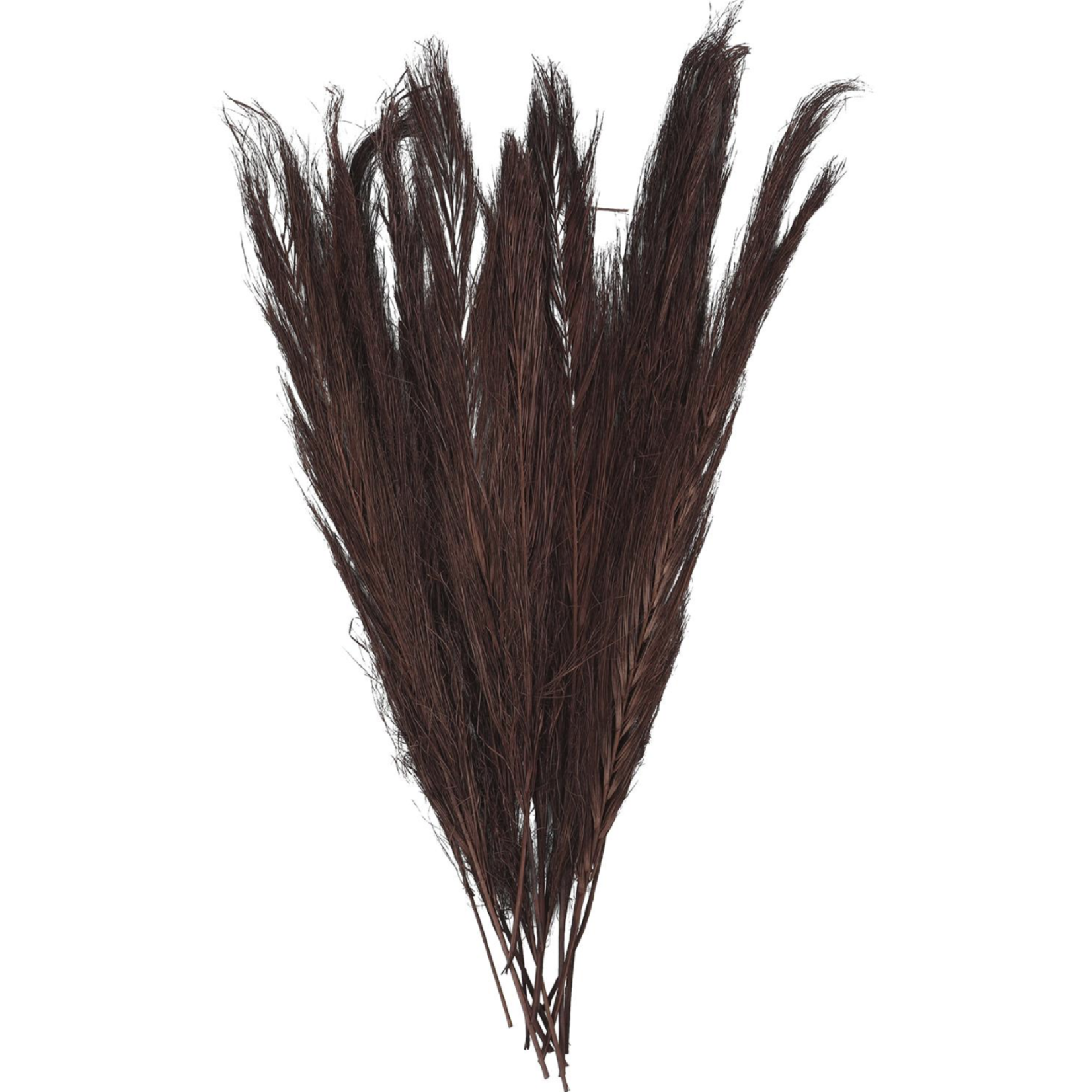 35”H X 4” BROWN DRIED PLANT PAMPAS GRASS TALL PACK  NATURAL FOLIAGE