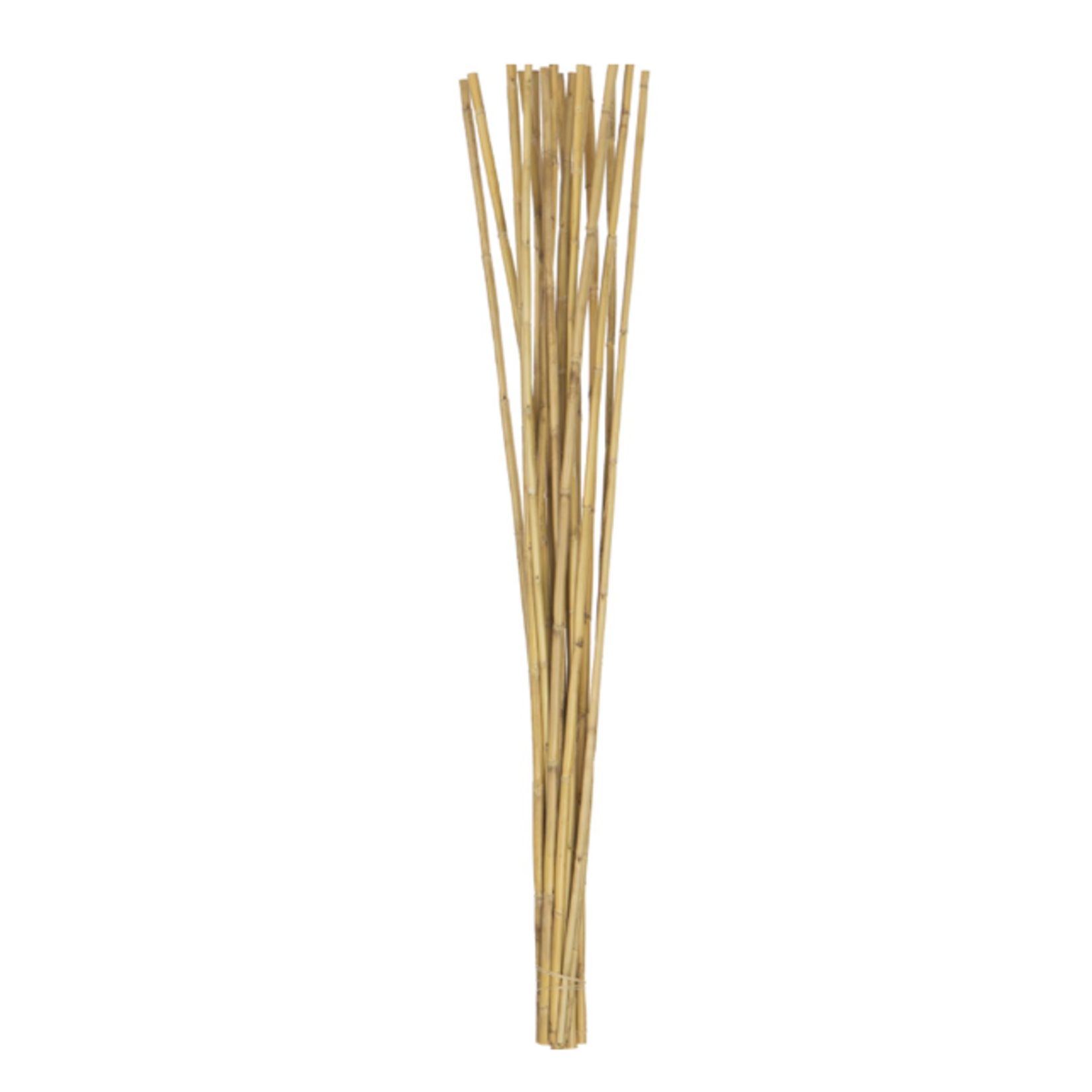 CANNA STICKS, NATURAL, 20 STEMS