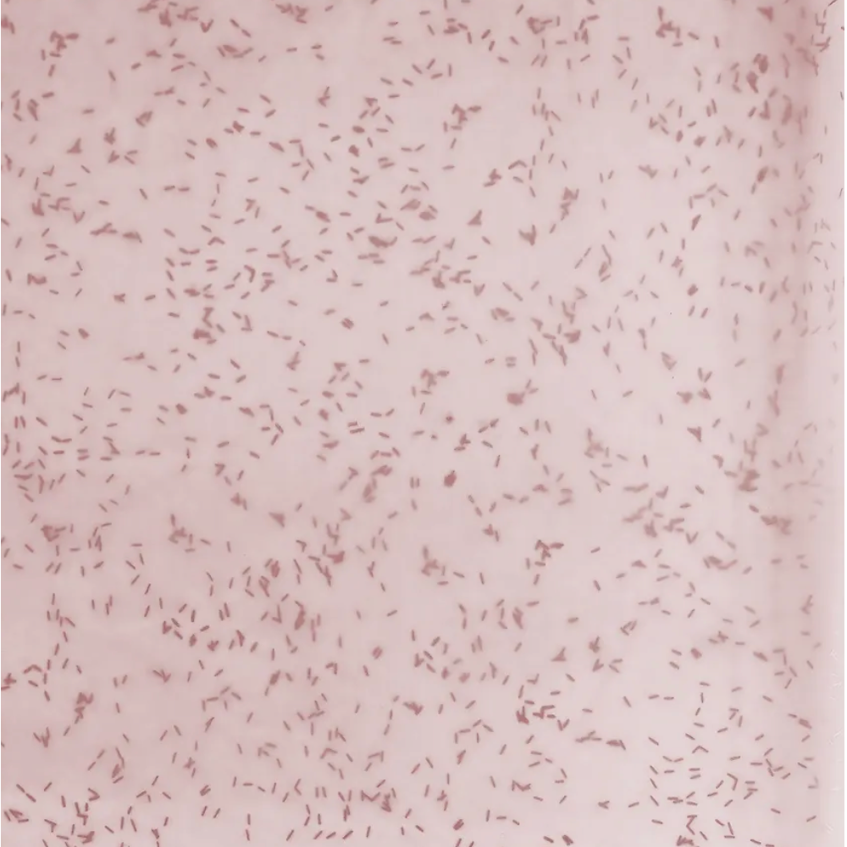 22.5" x 22.5" PINK SPLASH PATTERN 20pk FLOWER PAPER, ND