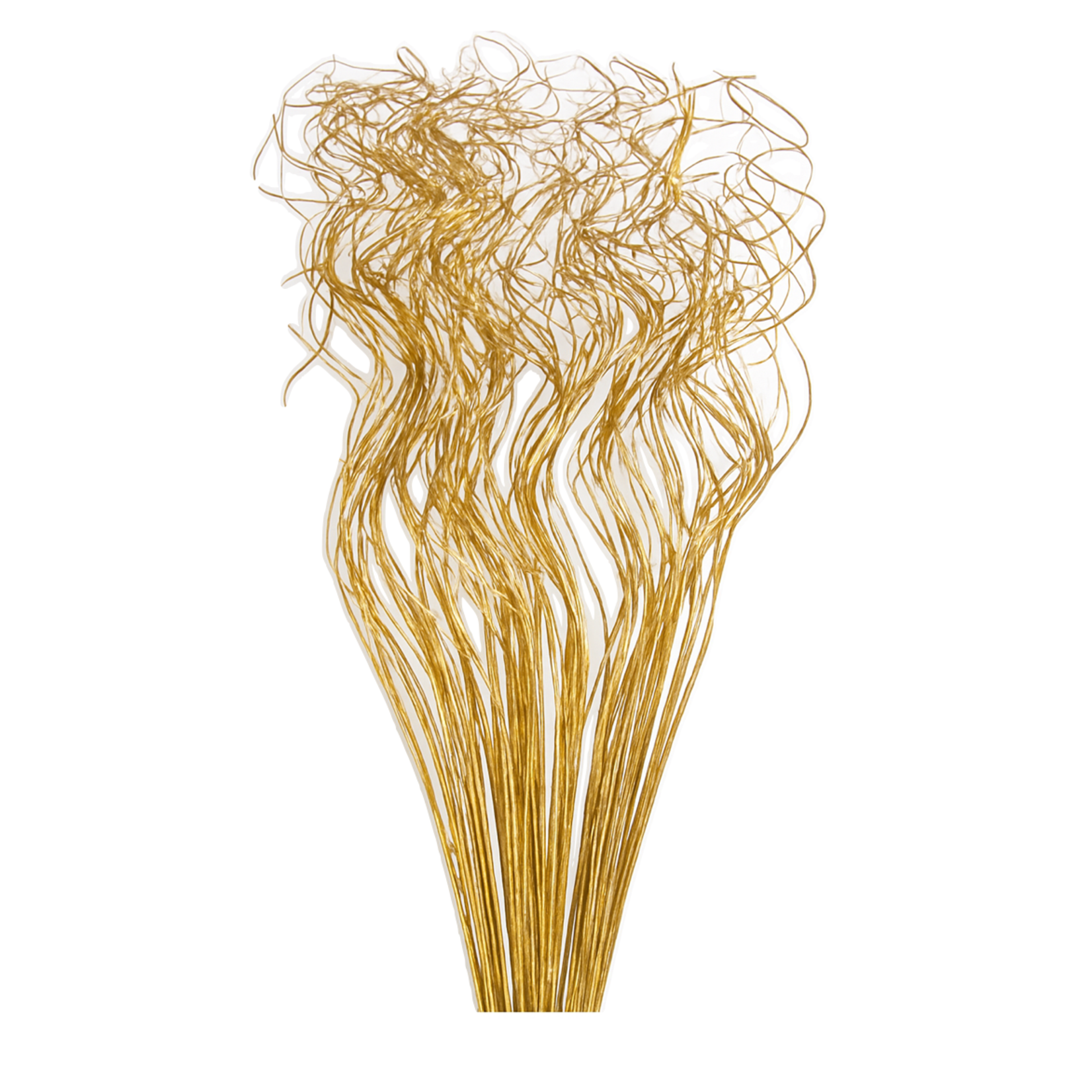 TING TING 30’’ TWISTED, METALLIC GOLD, 100 STEMS
