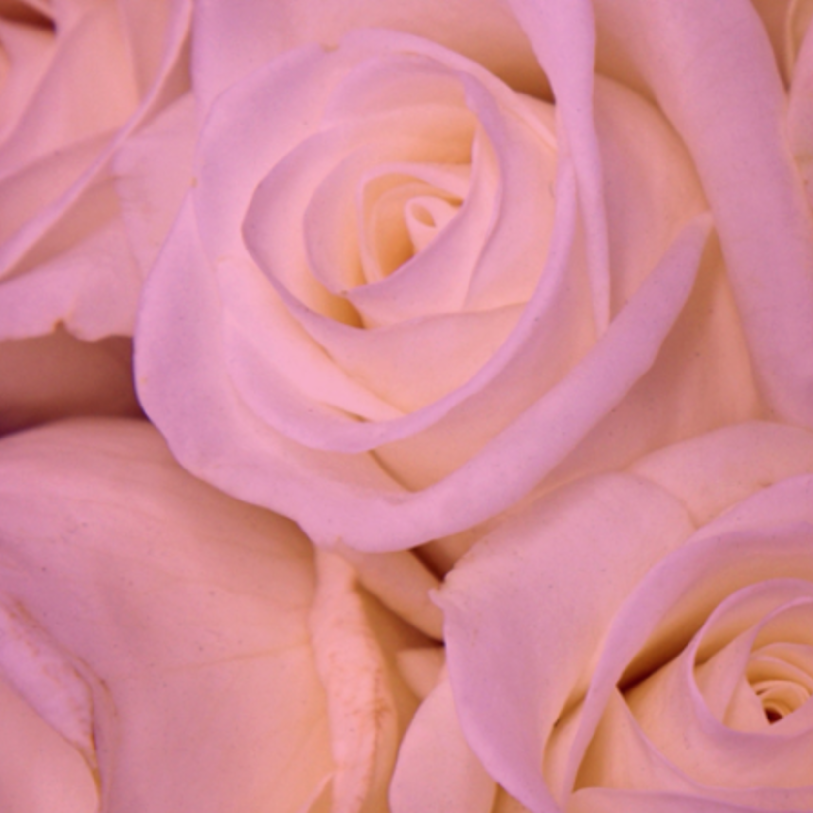 AS80 ABSORBIT perfect pink 4oz