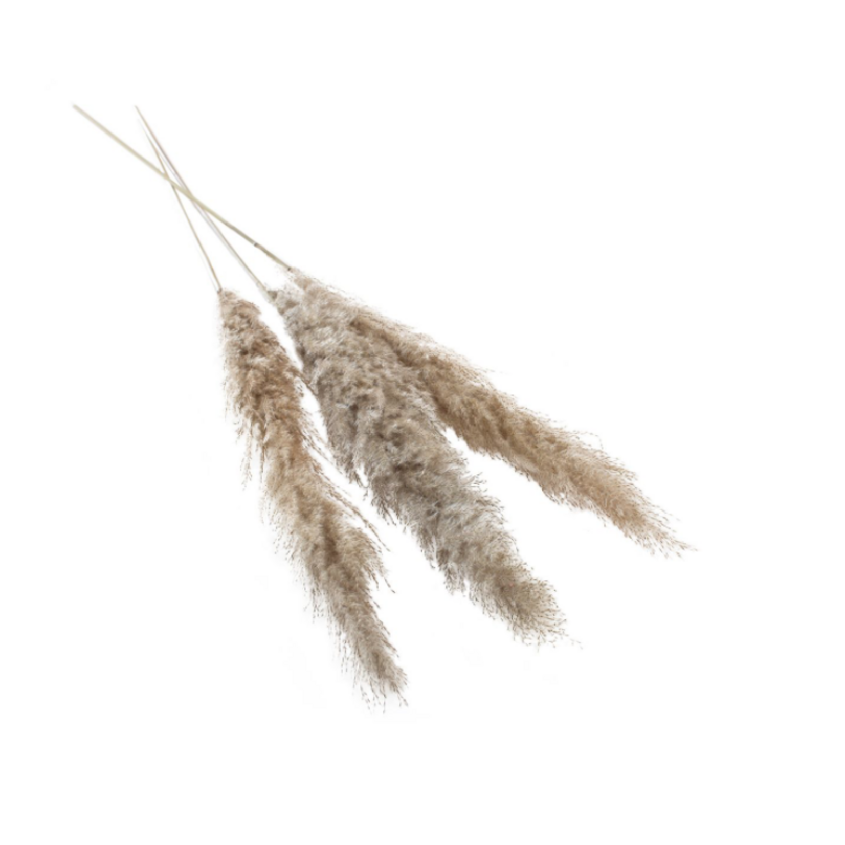 25.5" - 28” NATURAL PAMPAS GRASS Pack of 6