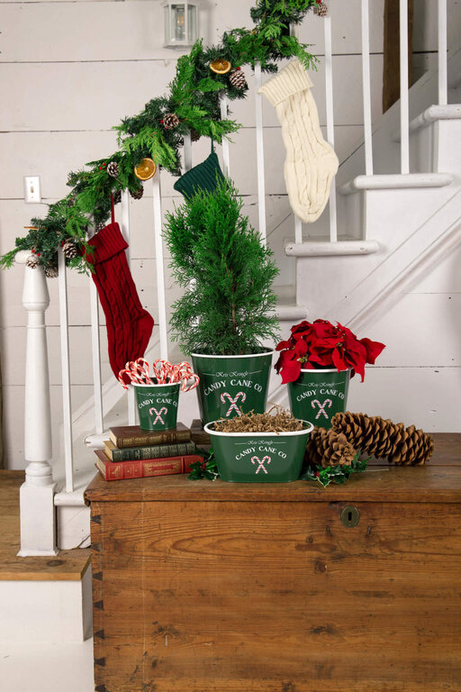 Bacon Basketware Oval Green Pot Kris Kringle