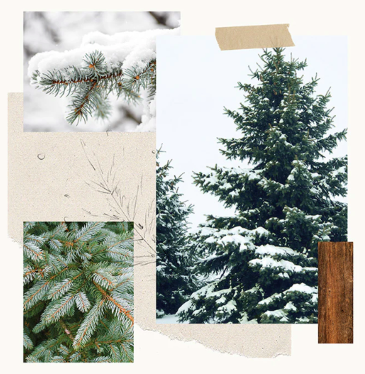 Frasier Fir 4 Wick Large Statement Candle