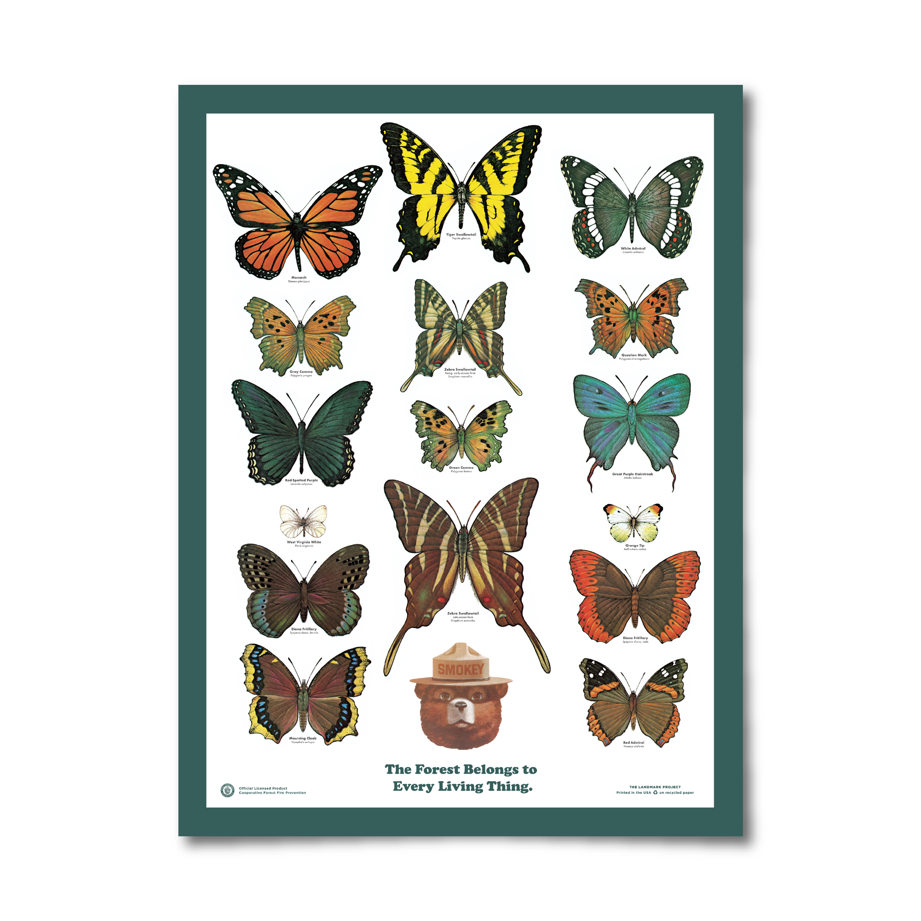 Butterflies of the Forest Poster