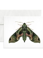 Open Sea Pandora Sphinx Moth Blank Card