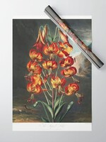 Society6 The Superb Lily from  The Temple of Flora Wrapping Paper
