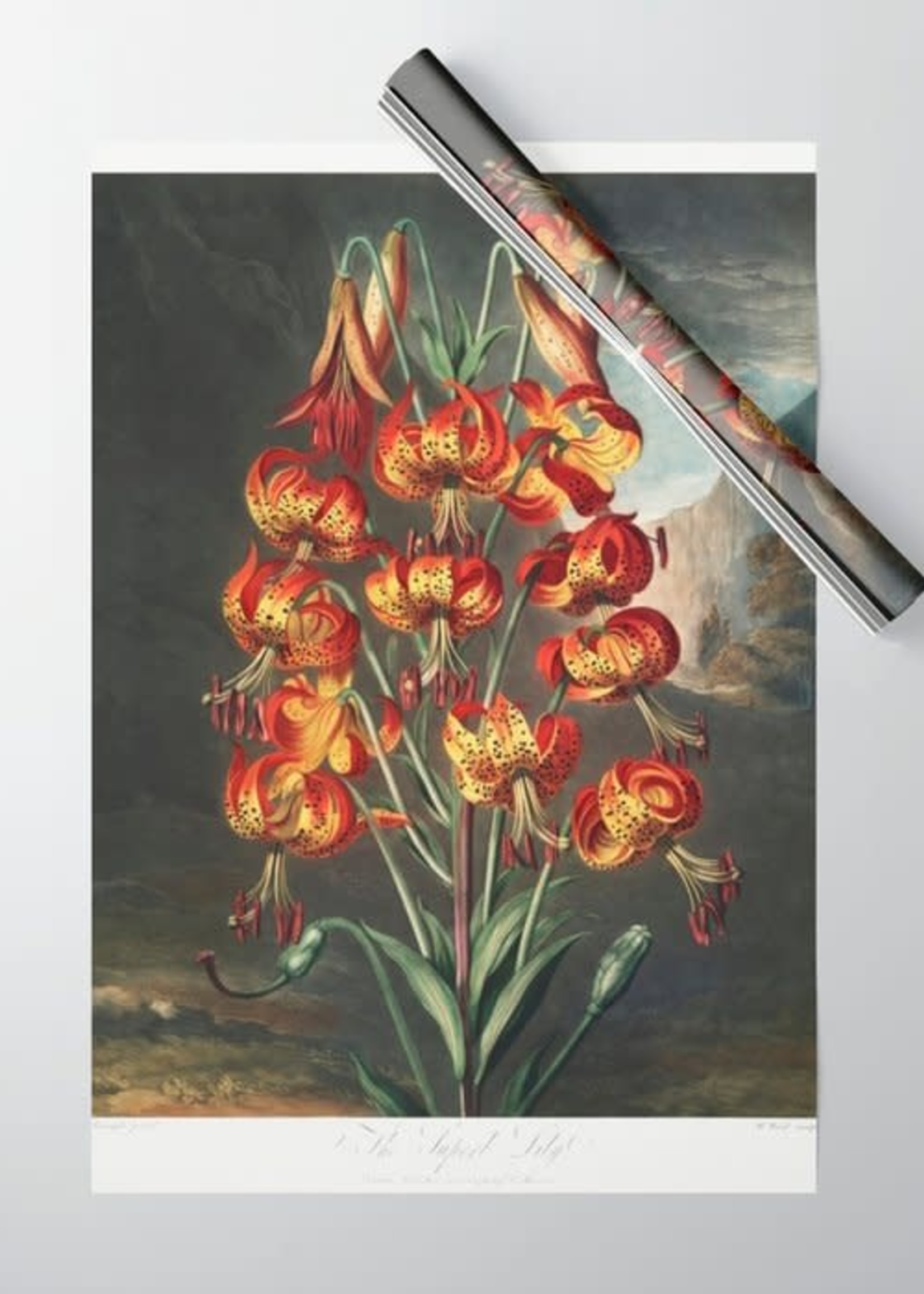 Society6 The Superb Lily from  The Temple of Flora Wrapping Paper