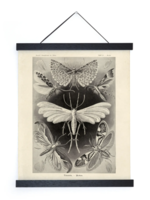 Curious Prints Vintage Haeckel Moth Insect Print with Black Frame