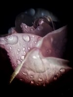 HD Howard HD Howard - Dark Blooms - Flower 1