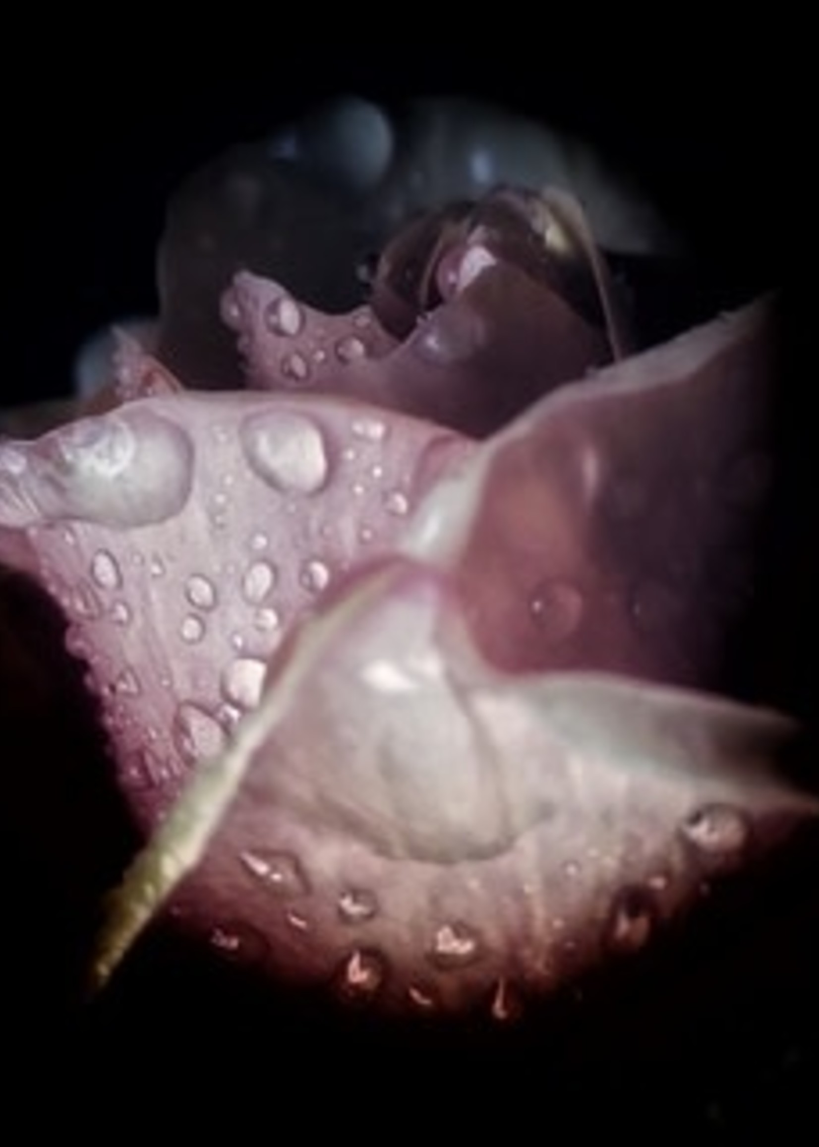 HD Howard HD Howard - Dark Blooms - Flower 1