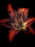 HD Howard HD Howard - Dark Blooms - Flower 2