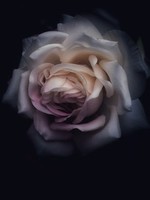 HD Howard HD Howard - Dark Blooms - Flower 5