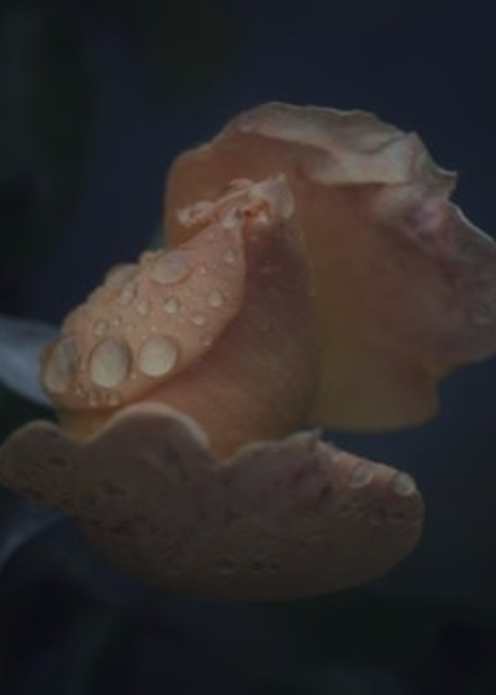 HD Howard HD Howard - Dark Blooms - Flower 6