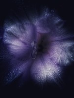 HD Howard HD Howard - Dark Blooms - Flower 7