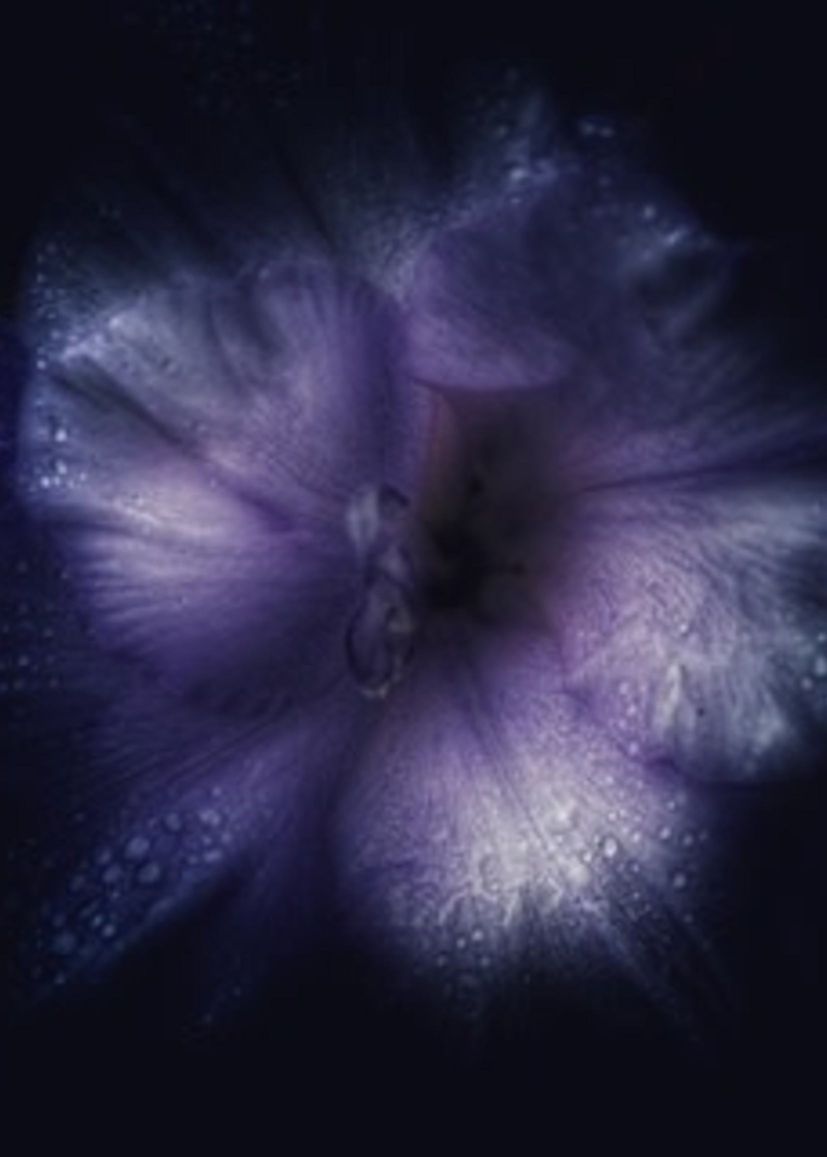 HD Howard HD Howard - Dark Blooms - Flower 7