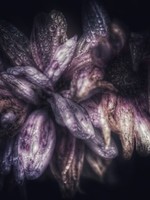 HD Howard HD Howard - Dark Blooms - Flower 8