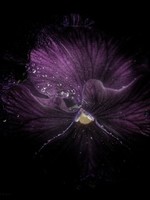 HD Howard HD Howard - Dark Blooms - Flower 9