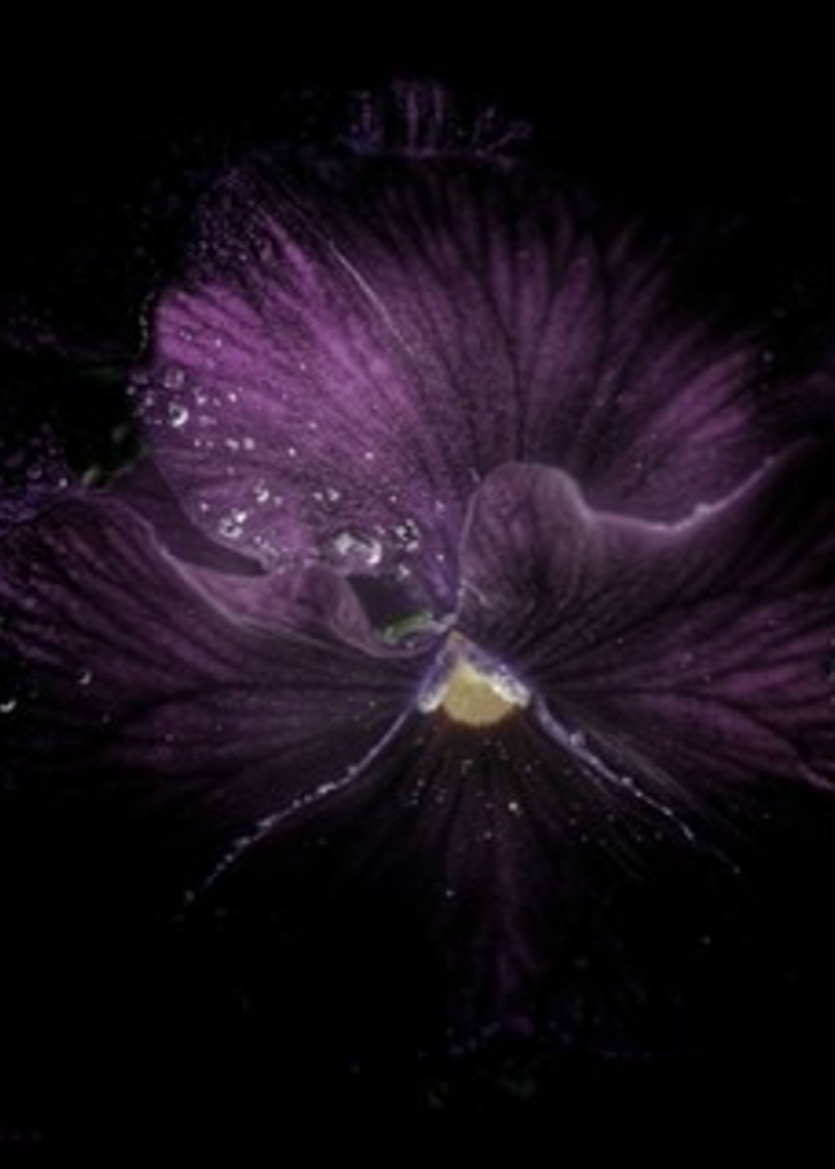 HD Howard HD Howard - Dark Blooms - Flower 9