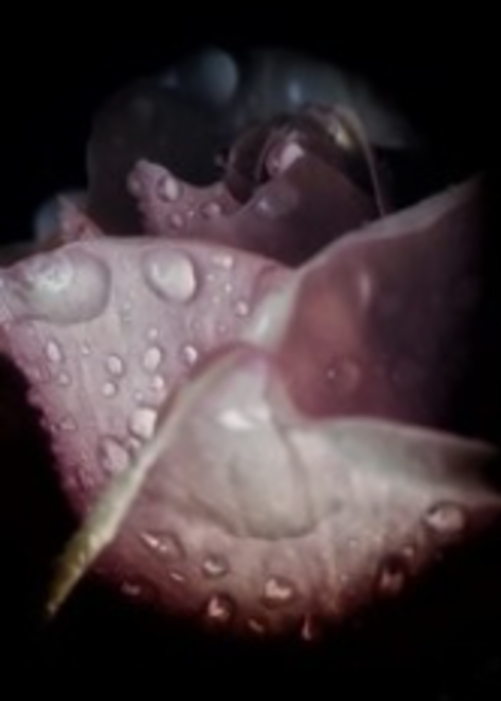 HD Howard HD Howard - Dark Blooms - Flower 1 Small Frame