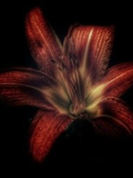 HD Howard HD Howard - Dark Blooms - Flower 2 Large Frame